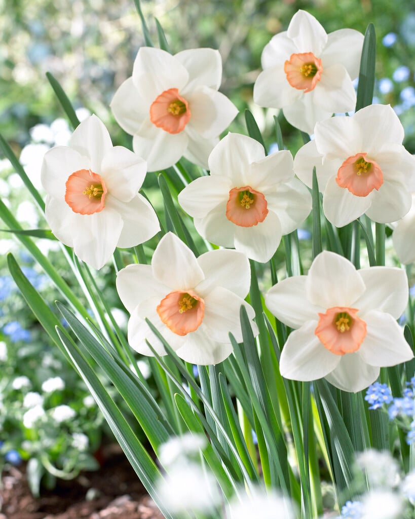 daffodil 'Sophie Girl'