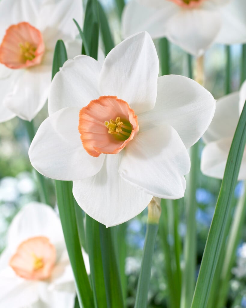daffodil 'Sophie Girl'