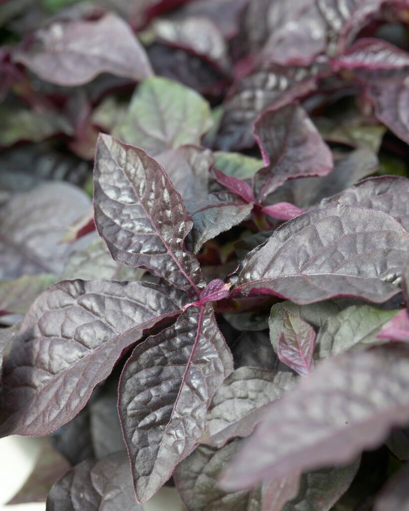 <em>Alternanthera</em> <em>dentata</em> 'Purple Knight'