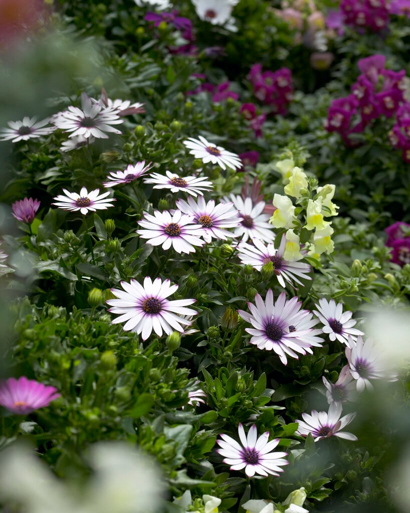 African daisy [Serenity Lavender Frost]