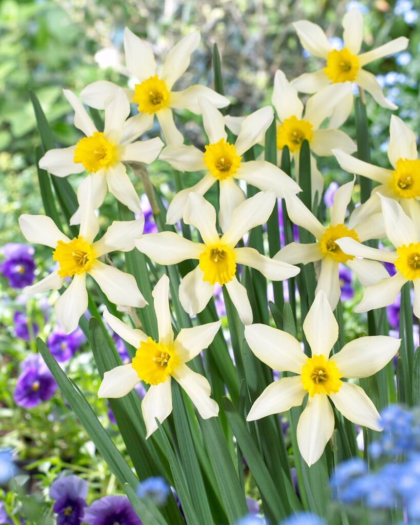 daffodil 'Mrs Langtry'
