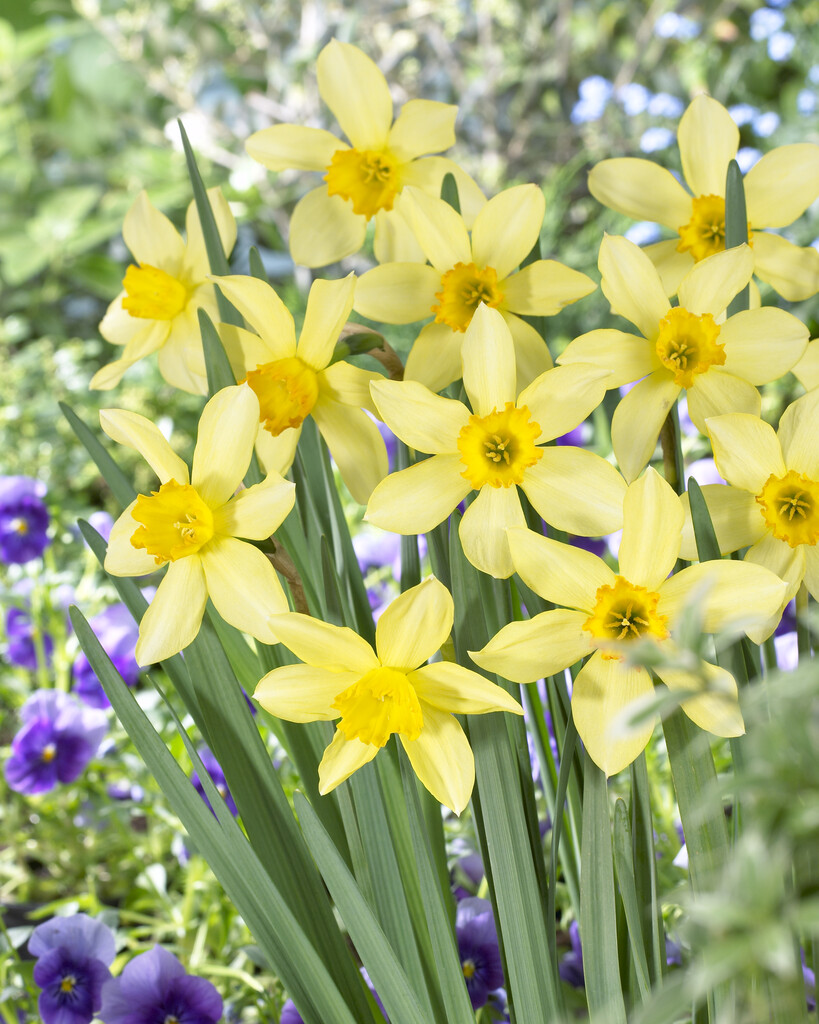 <i>Narcissus</i> 'Stella' (2)
