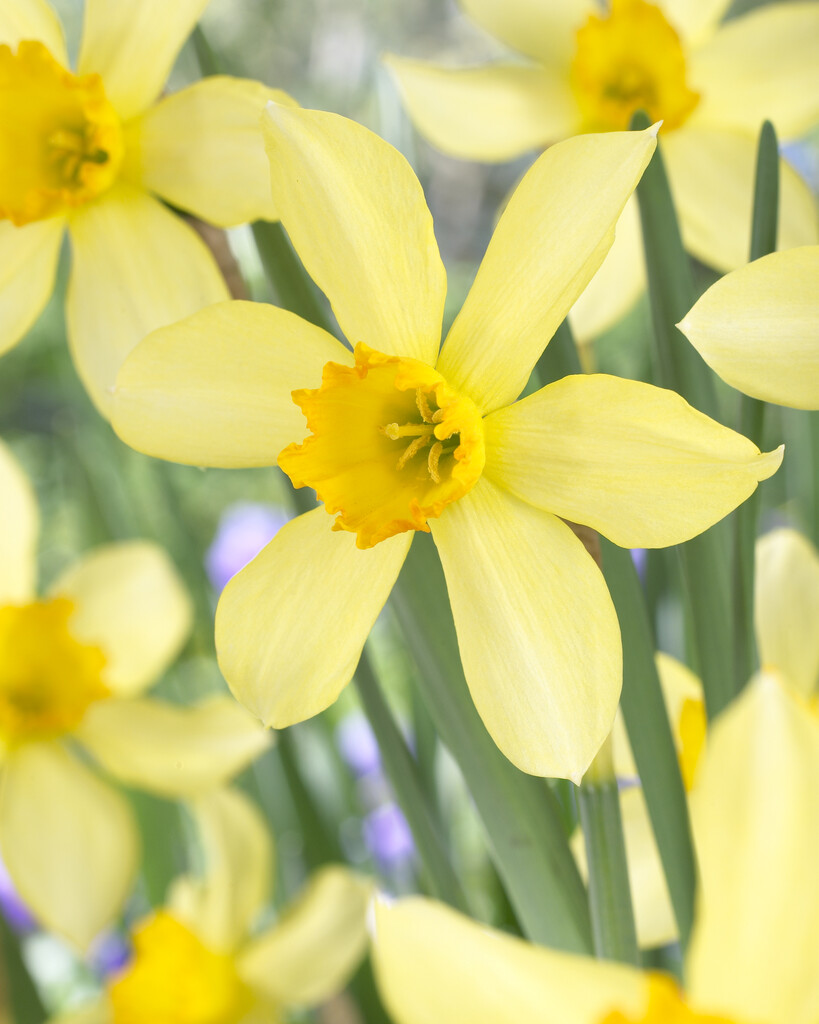 <i>Narcissus</i> 'Stella' (2)