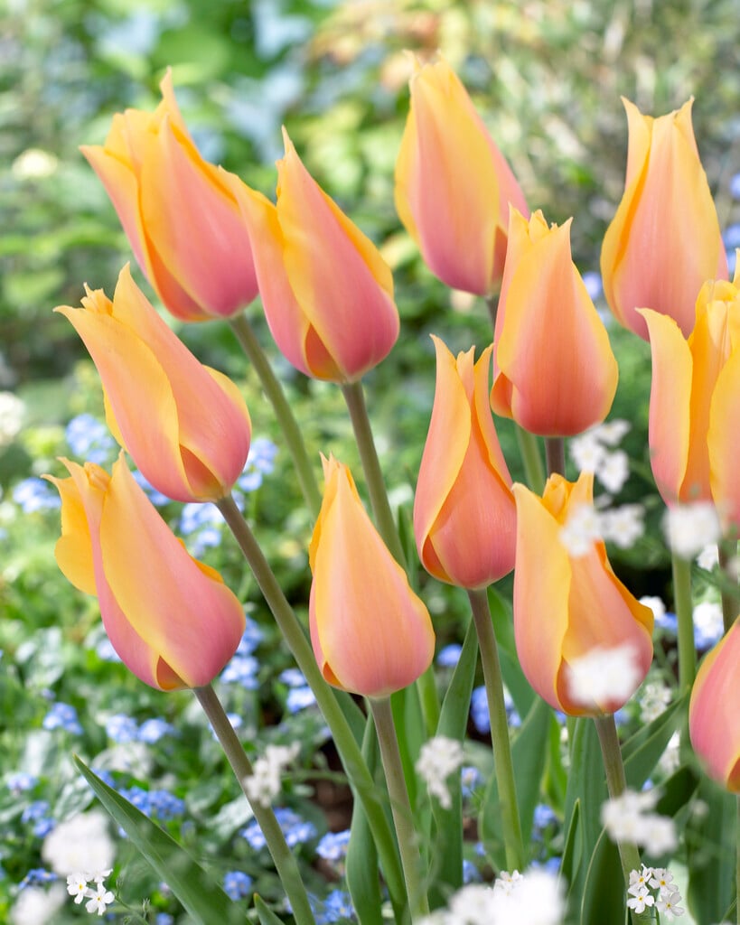 tulip 'Blushing Lady'