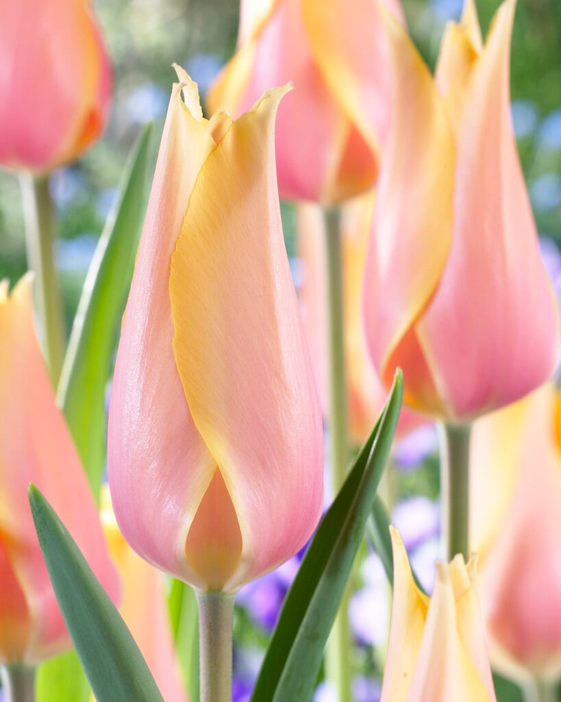 tulip 'Blushing Lady'