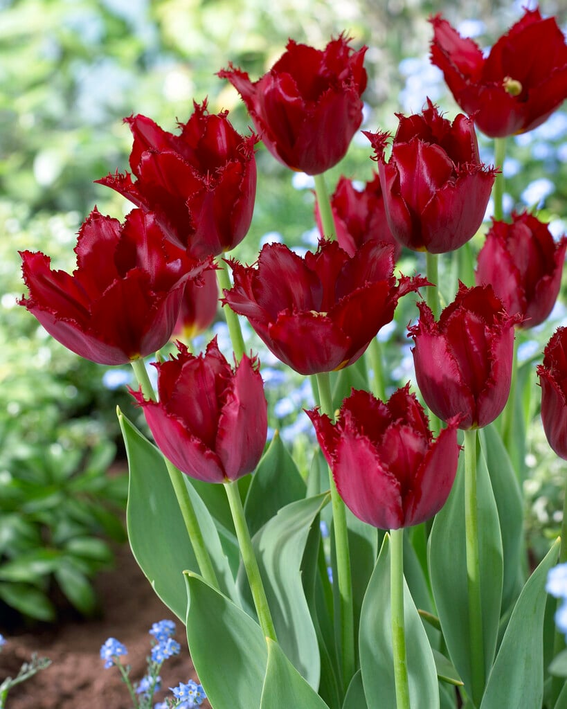 tulip 'Pacific Pearl'
