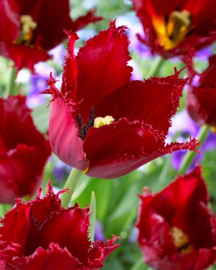 tulip 'Pacific Pearl'