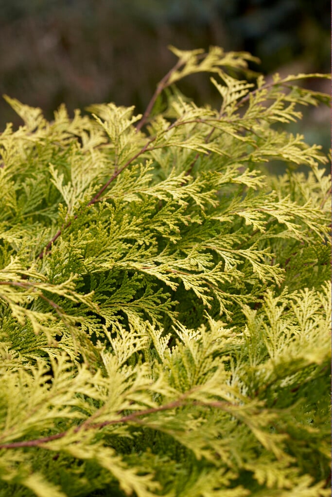 Chamaecyparis obtusa &Kerdalo& | Conifers/RHS Gardening