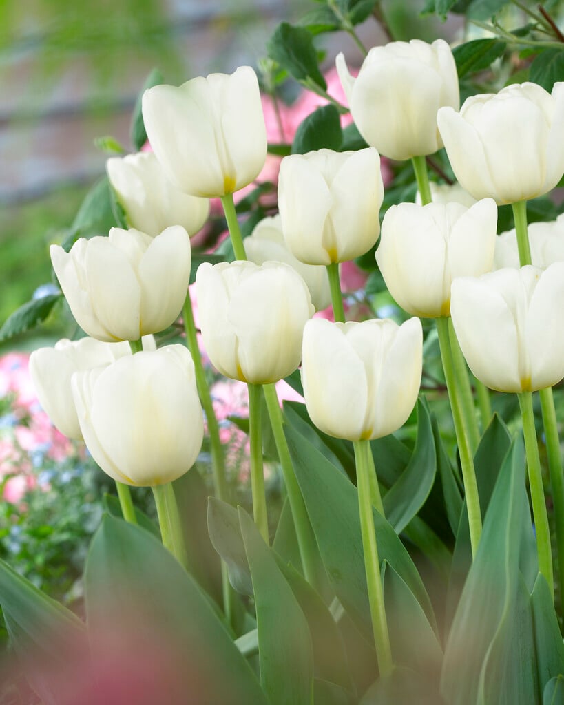 tulip 'Antarctica'