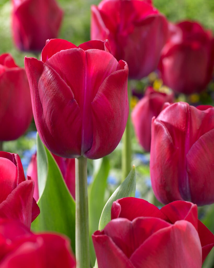 tulip 'Atilla Graffiti'
