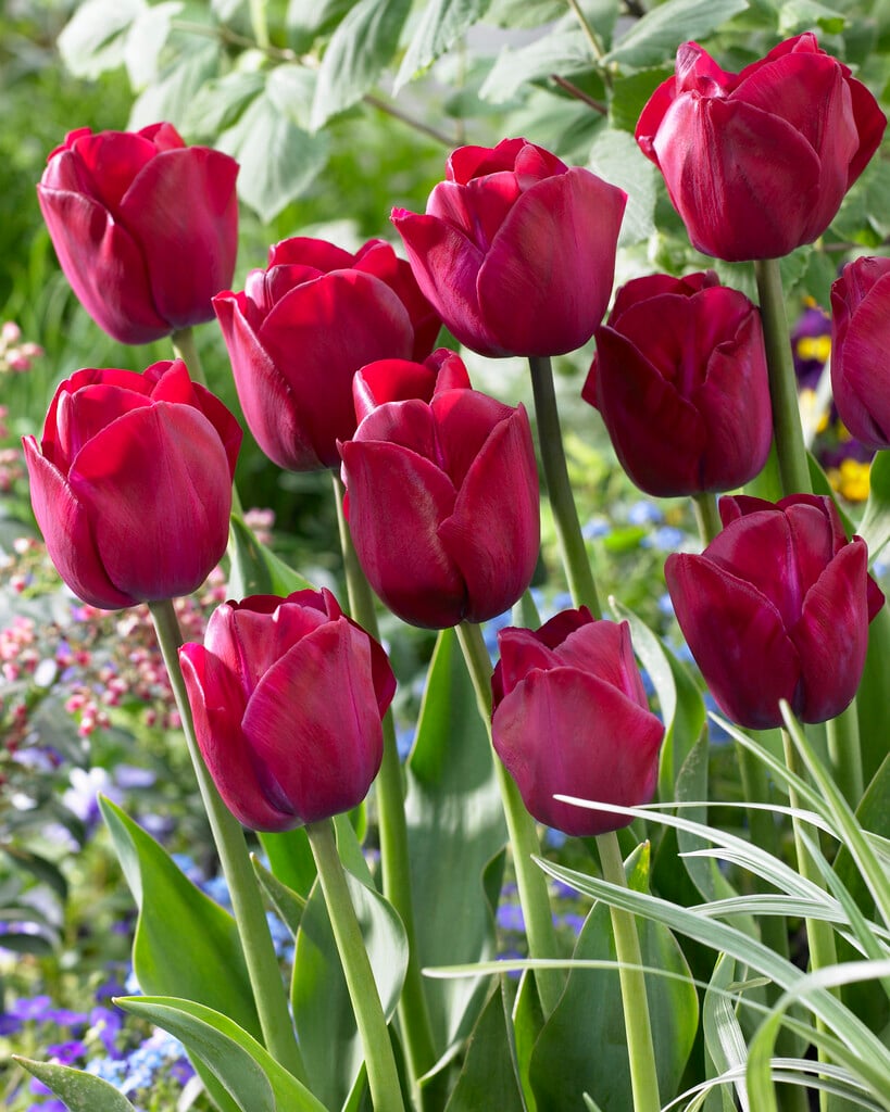 tulip 'Atilla Graffiti'
