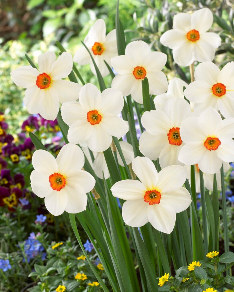 daffodil 'Firetail'