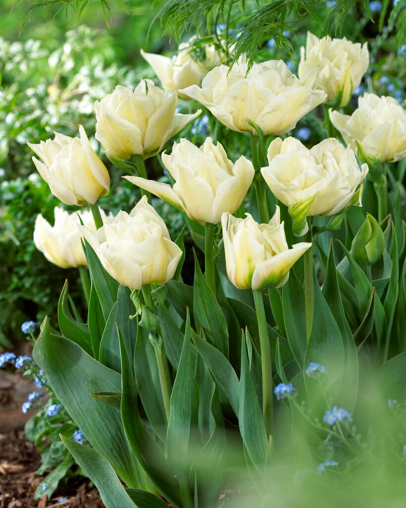 <i>Tulipa</i> 'Global Desire' (2)