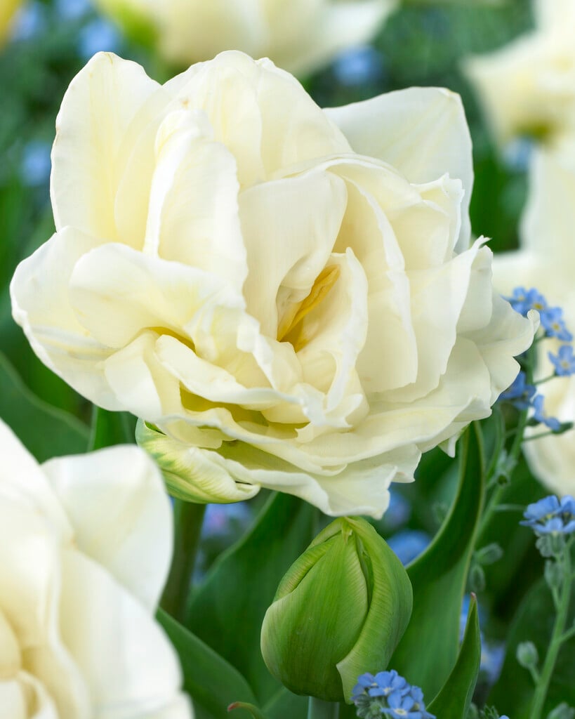 <i>Tulipa</i> 'Global Desire' (2)