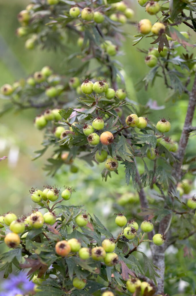 eastern thorn