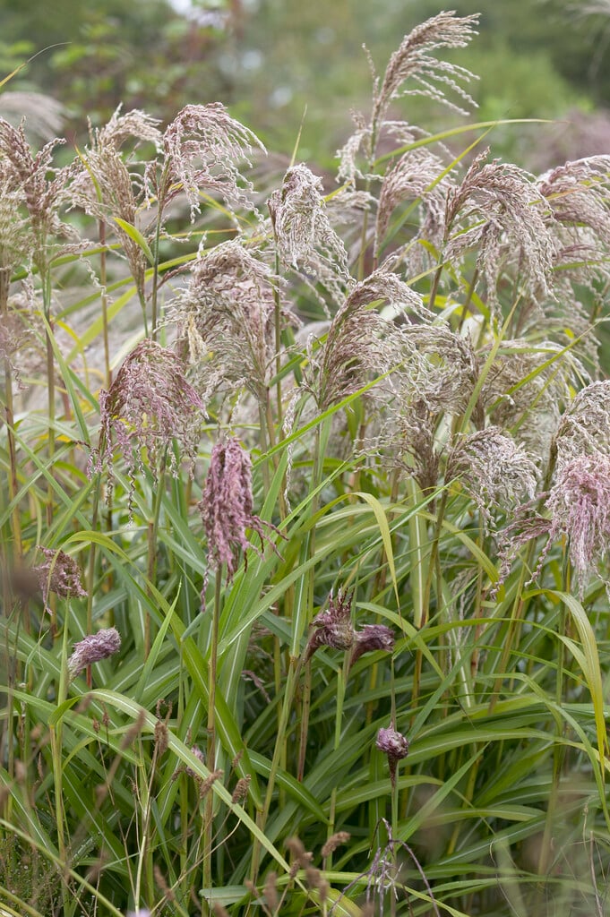 eulalia 'Zwergelefant'