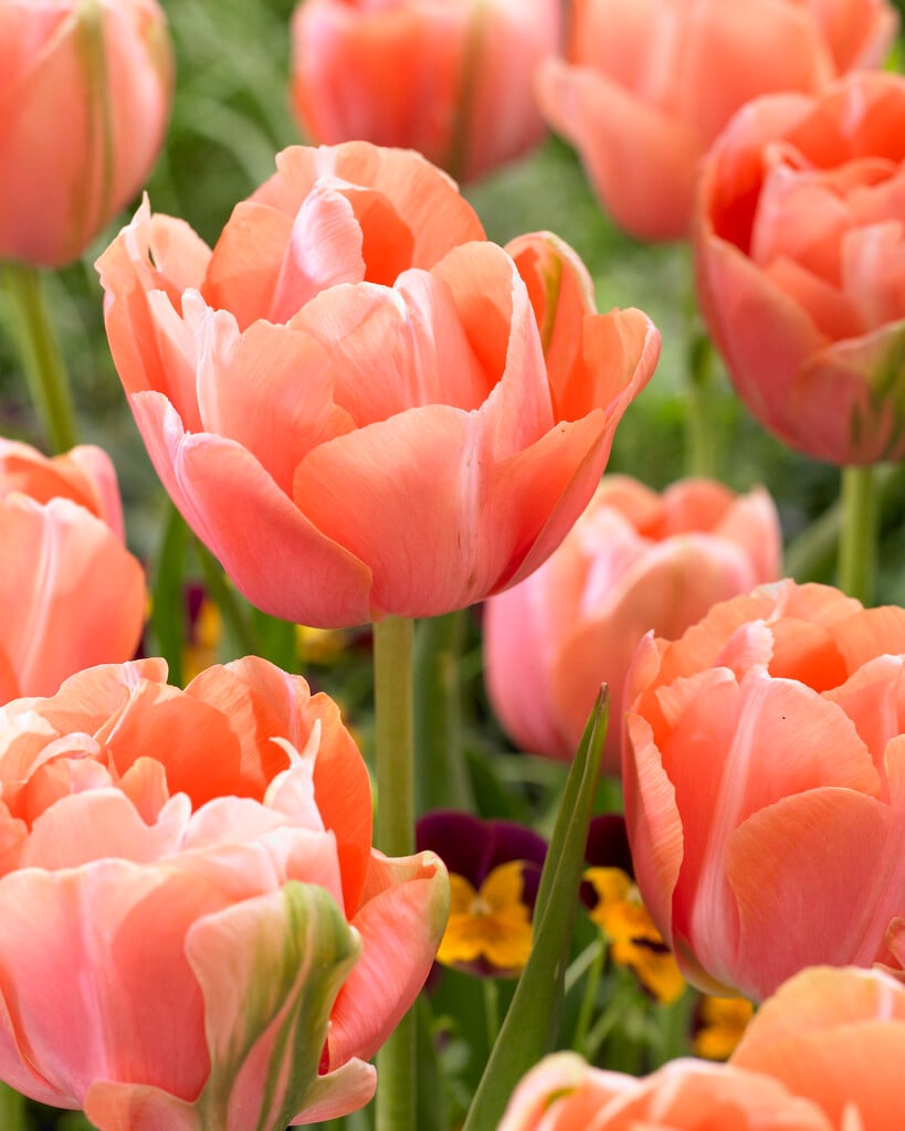 tulip 'Menton Exotic'