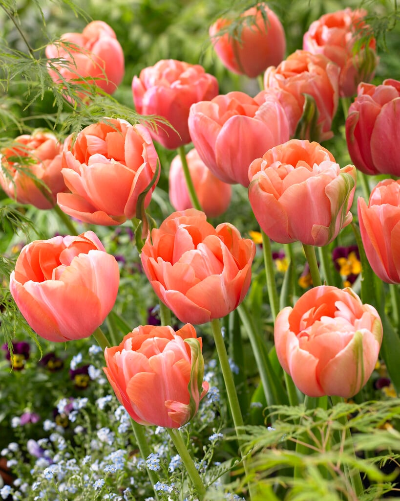 tulip 'Menton Exotic'
