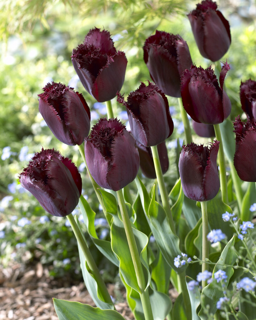 tulip 'Cuban Night'