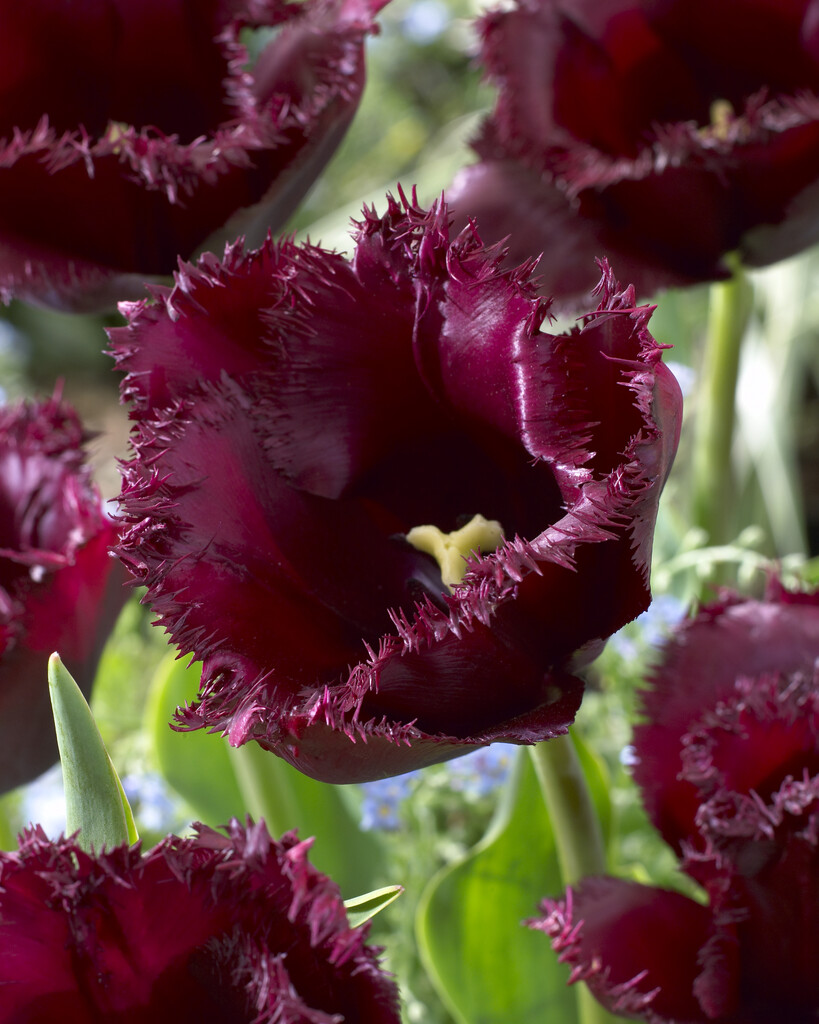 tulip 'Cuban Night'