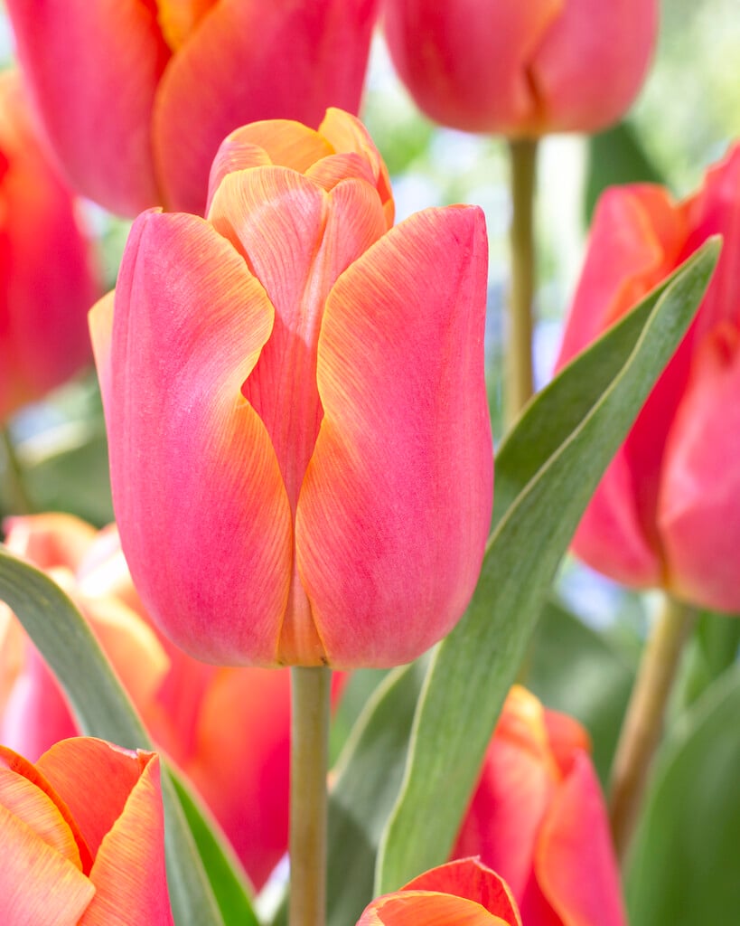 tulip 'Jimmy'