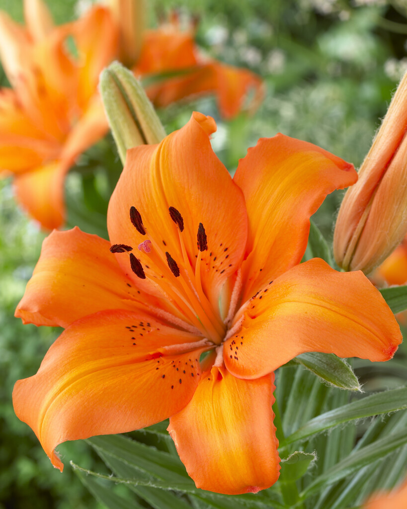 lily 'Victory Joy'