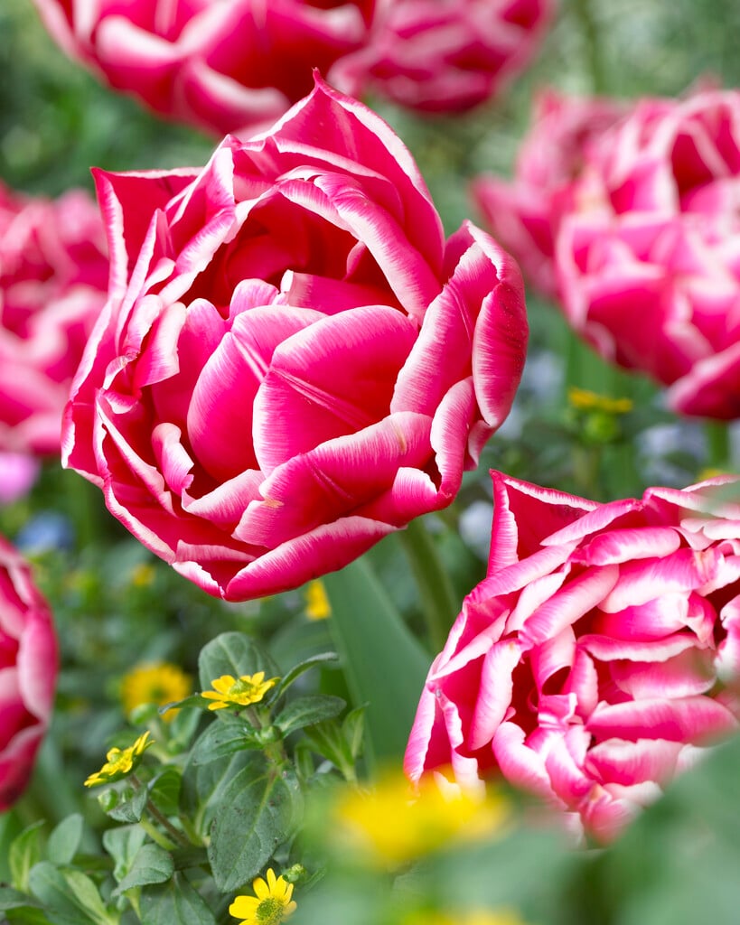 tulip 'Columbus'