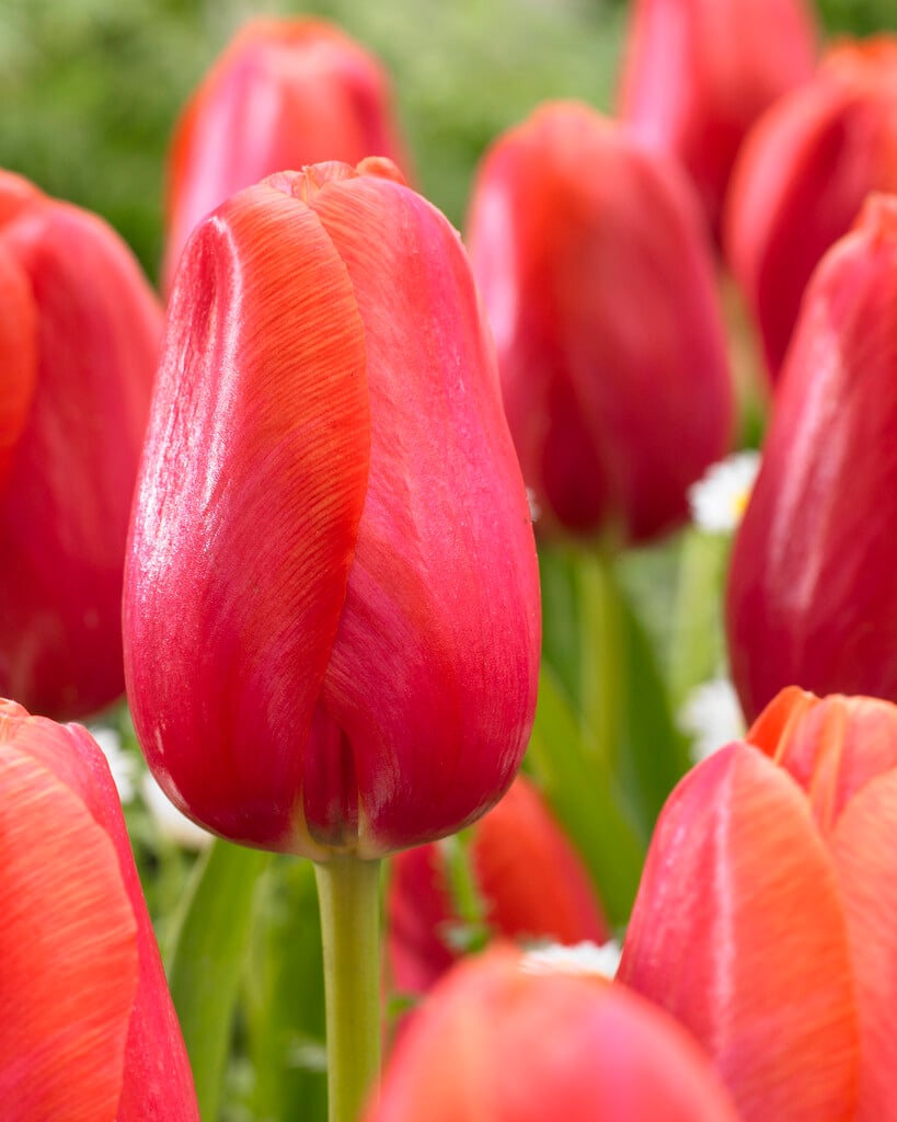 tulip 'Avignon'