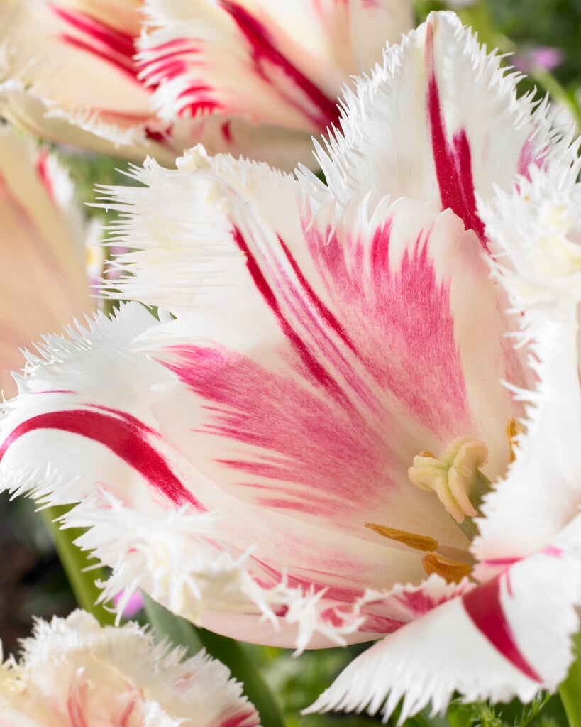 tulip 'Carrousel'