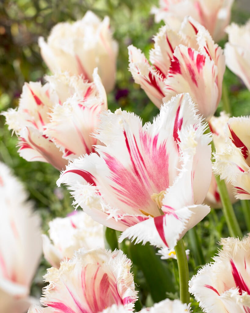 tulip 'Carrousel'