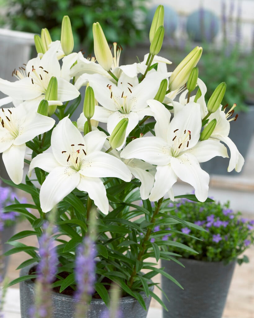 lily 'New Wave'