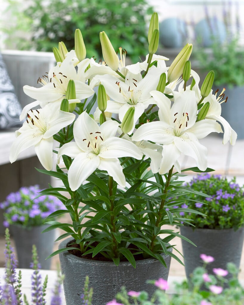 lily 'New Wave'