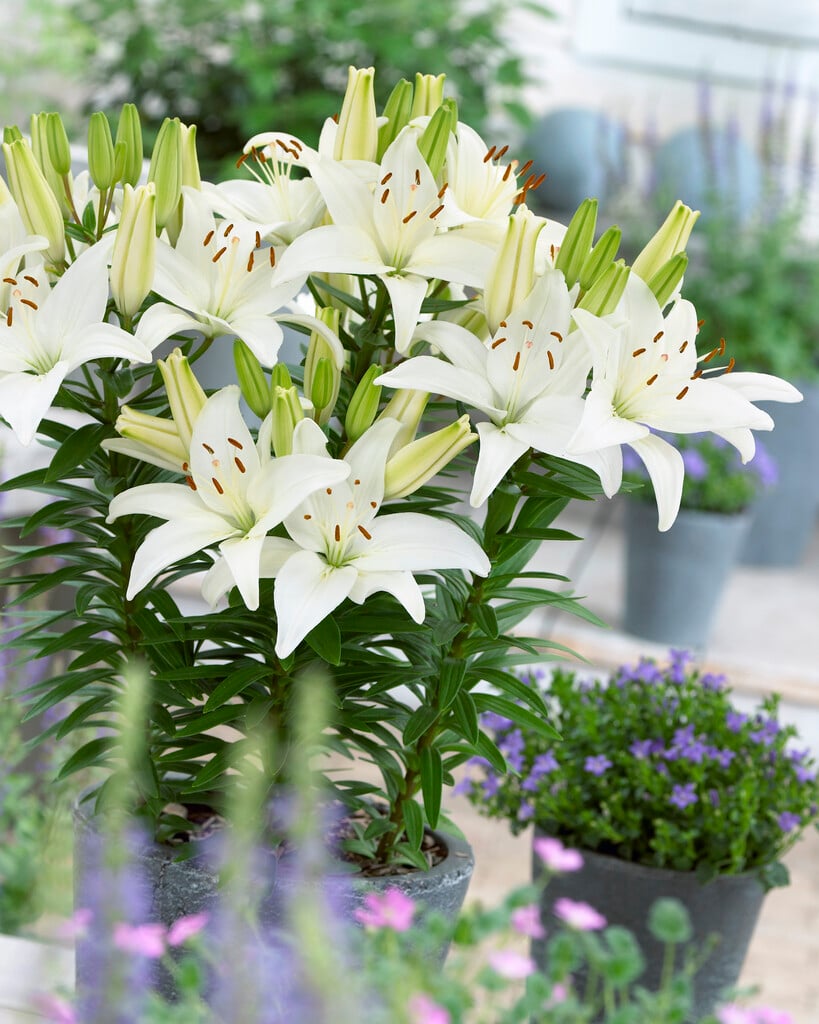 Lilium &La Reinesse& Bulbs/RHS Gardening