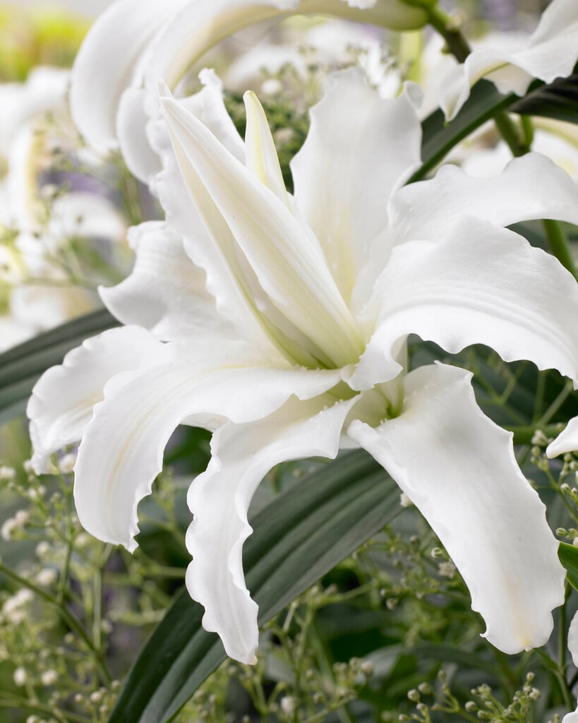 lily 'Polar Star'