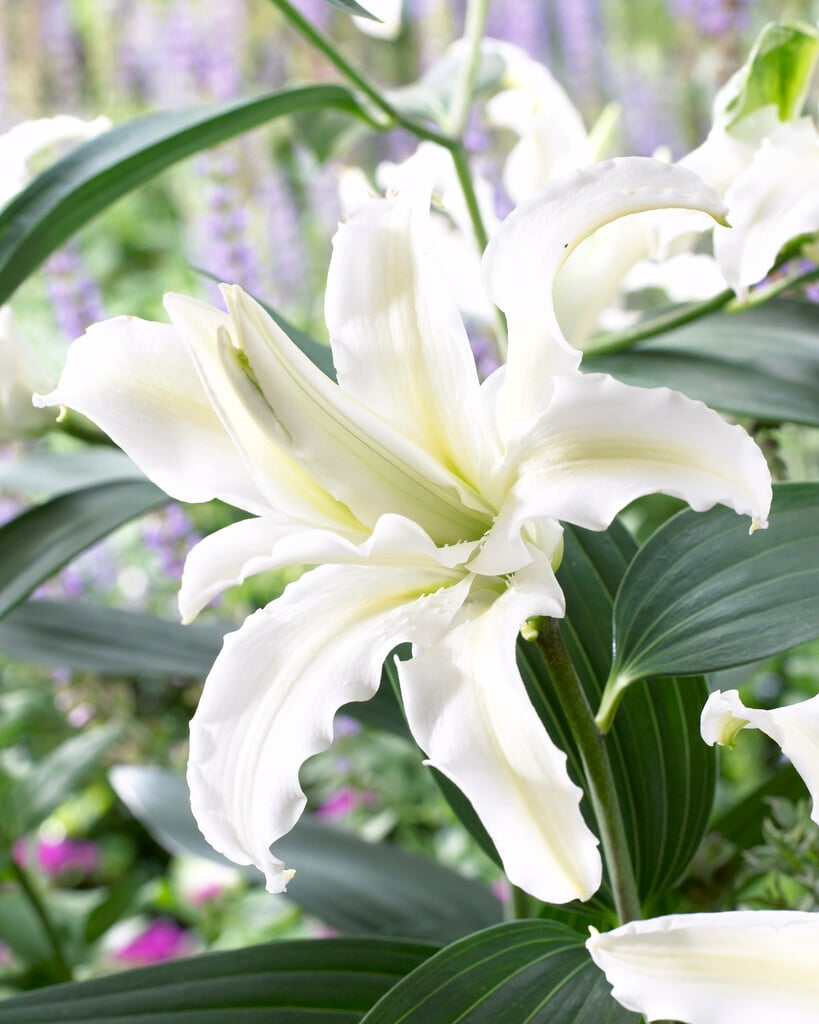 lily 'Polar Star'