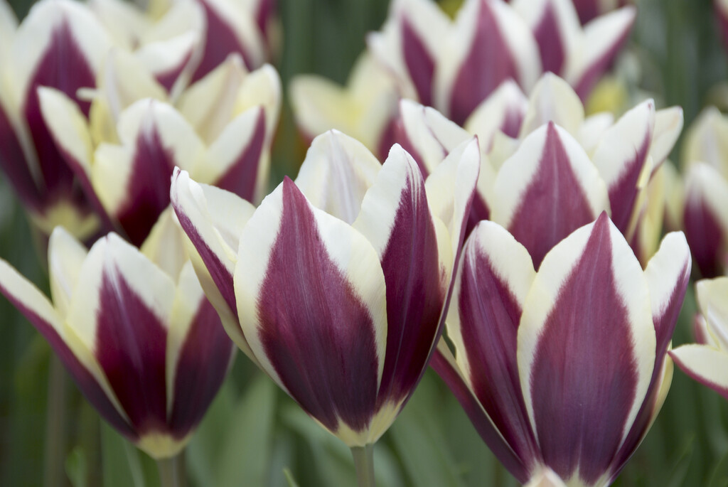 tulip 'Chansonnette'