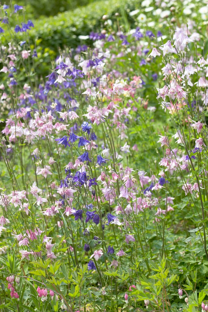 common columbine
