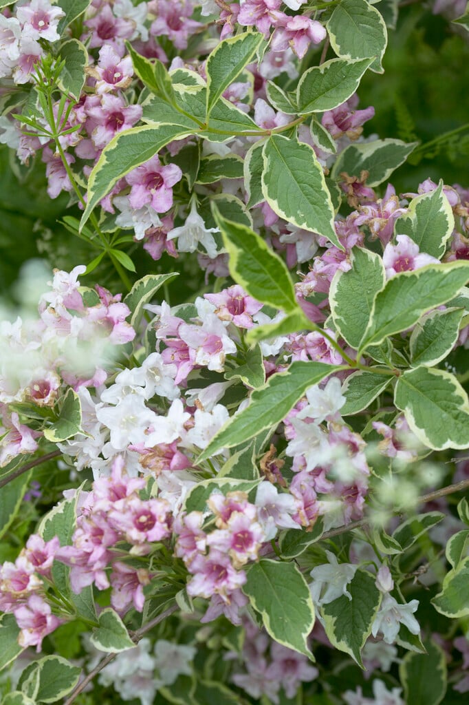Weigela Florida Nana Variegata (Nana Variegata, bohaté kvetení, Vajgélie Nana, kompost nebo, vajgélie Nana Variegata) Weigela Florida Nana Variegata