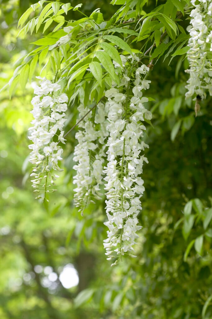 Wisteria sinensis var. sinensis f. alba|white-form Chinese wisteria/RHS  Gardening