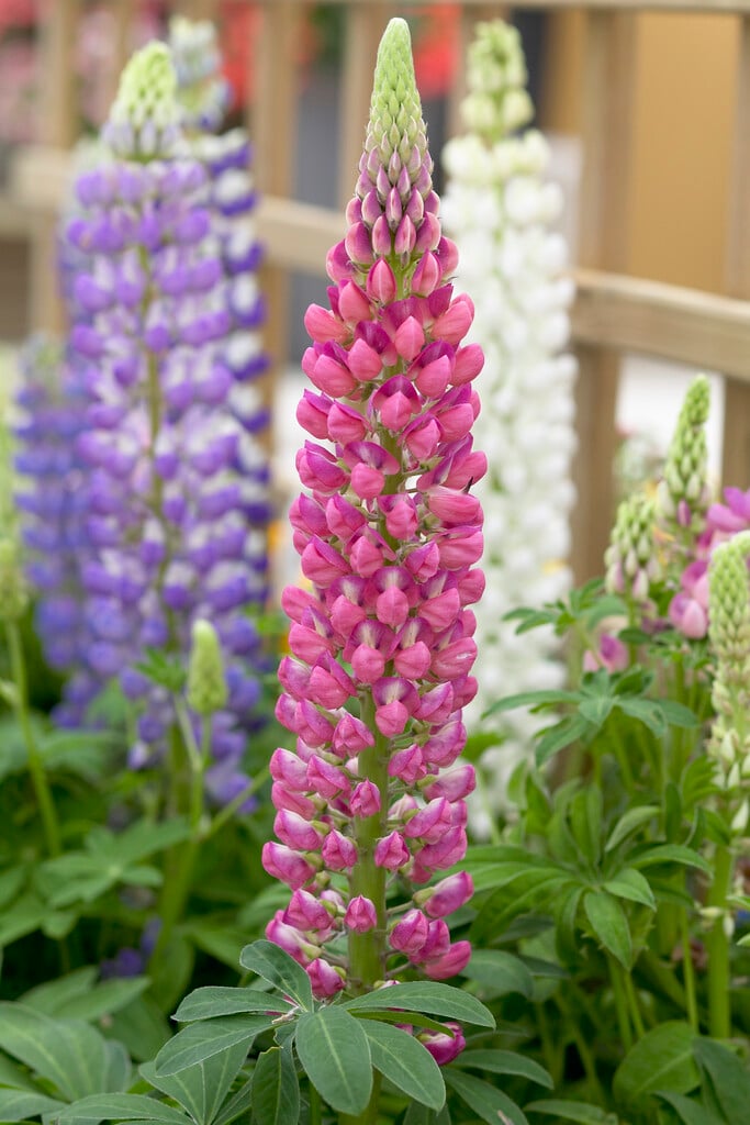 lupin 'Gallery Red'