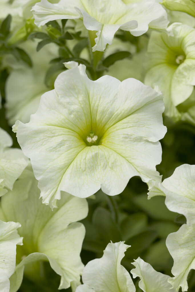 <i>Petunia</i> [<span style="font-variant: small-caps;">Fanfare Lime</span>] (Fanfare Series)