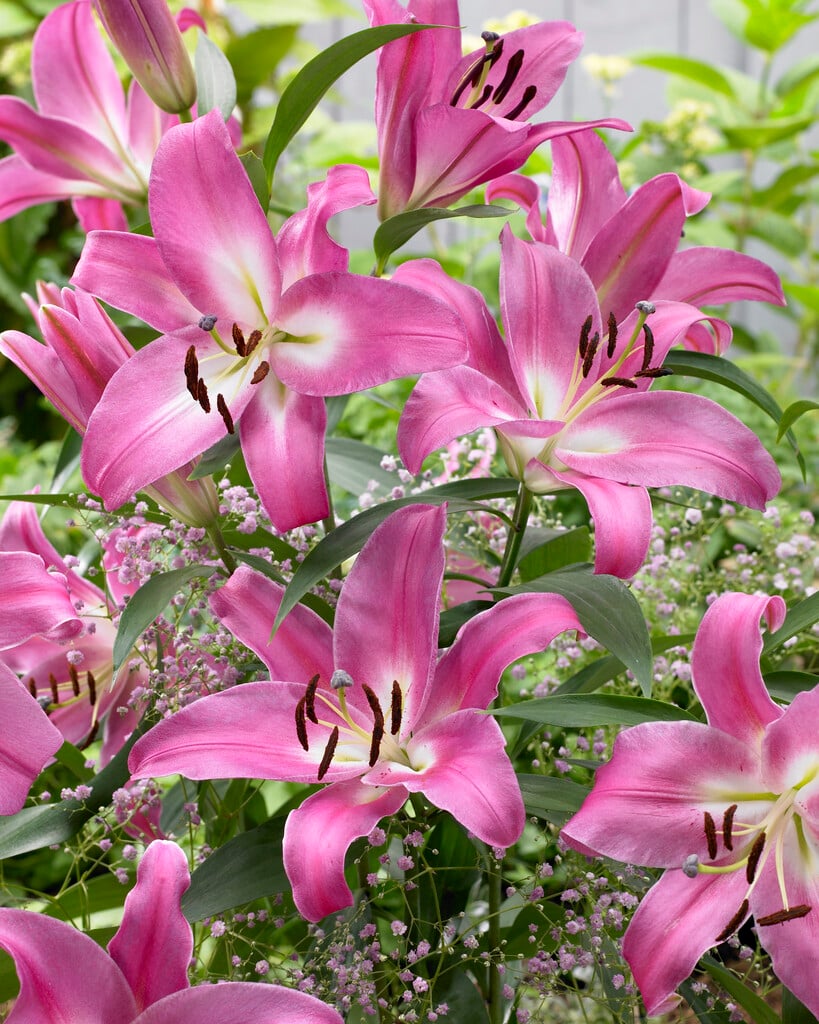lily 'Robina'