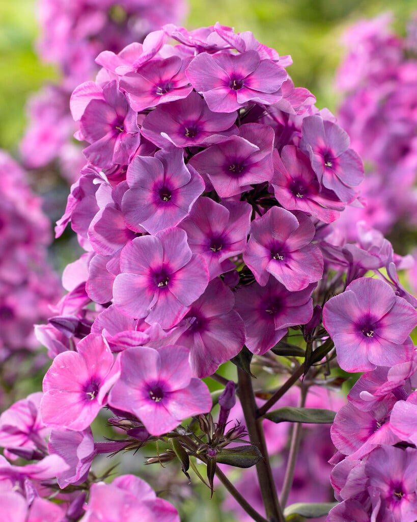 annual phlox 'Classic Cassis'