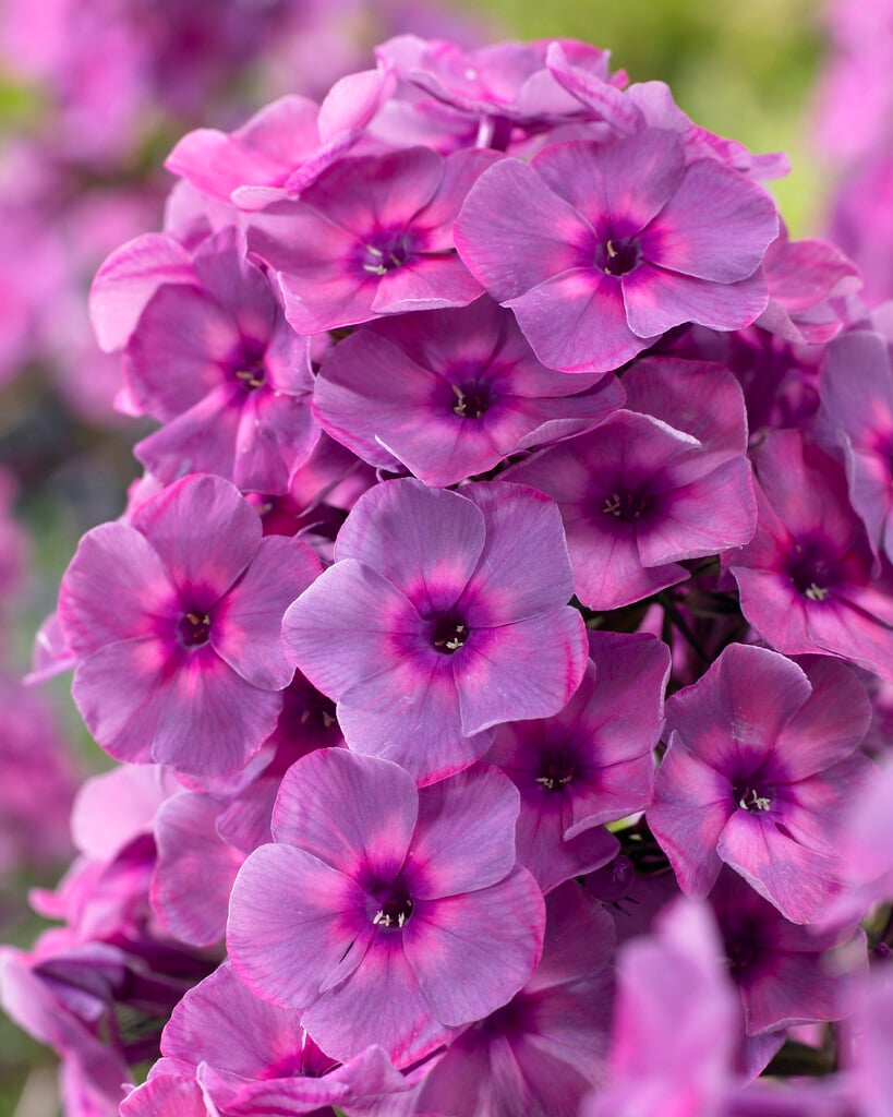 Phlox paniculata &Classic Cassis& | Annual Biennial/RHS Gardening