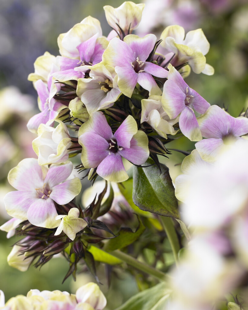 phlox 'Sherbet Cocktail'