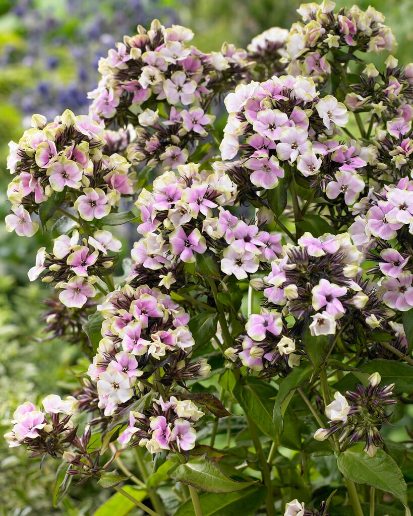 phlox 'Sherbet Cocktail'