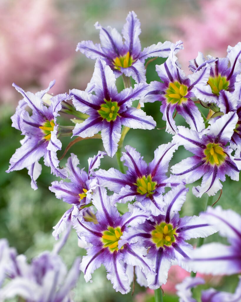 <i>Leucocoryne</i> 'Sunny Stripe'