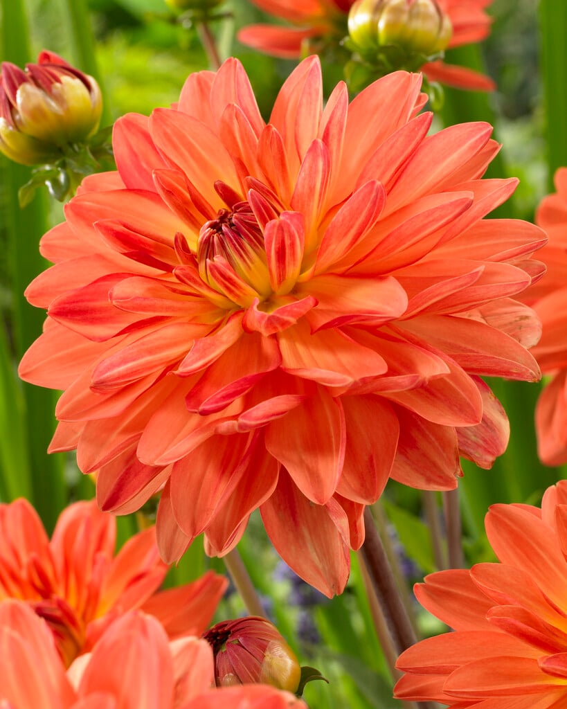 <i>Dahlia</i> 'Orange Queen' (C)