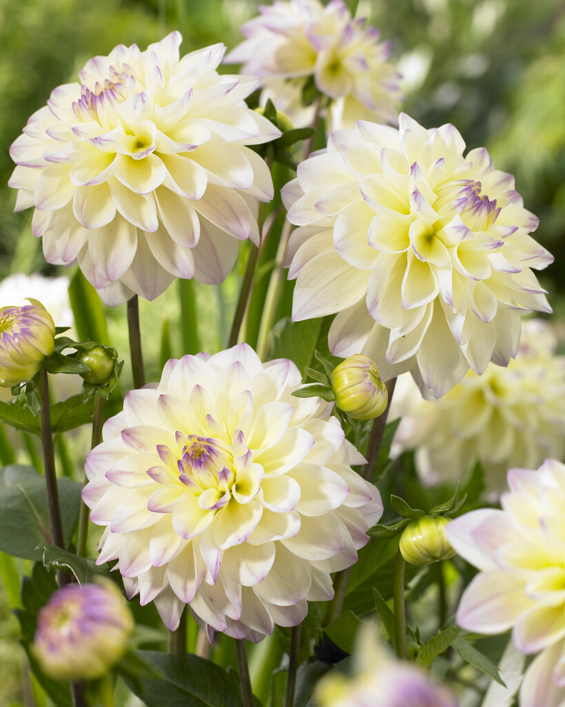 <i>Dahlia</i> 'Lake Carey' (D)