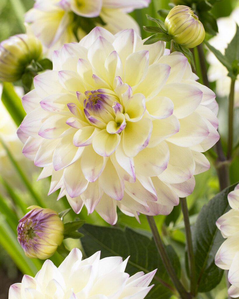 <i>Dahlia</i> 'Lake Carey' (D)